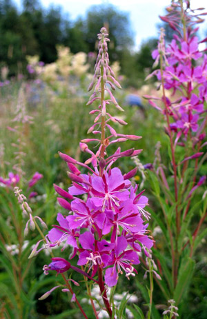 ��� ����-���