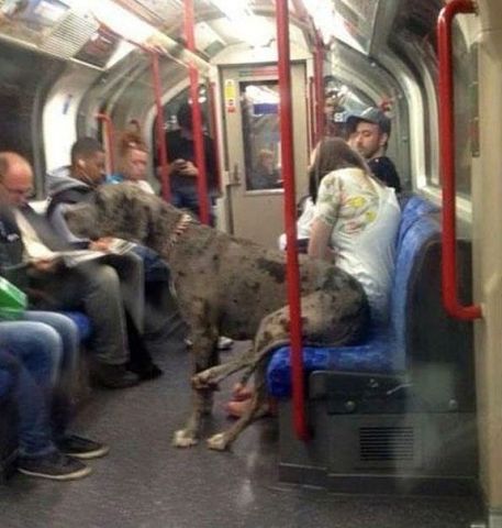 � ����������