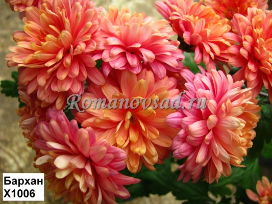 ���������� - ������ �����! ��������� �� ���� 2015!