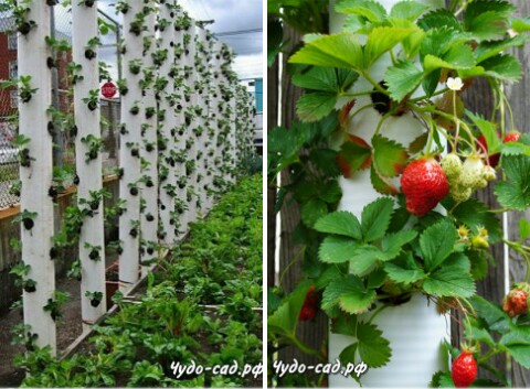 ����������� ��������� ��������� ���������