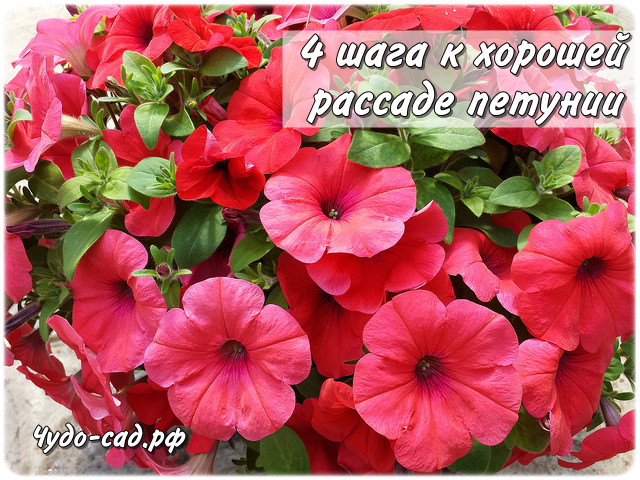 4 ���� � ������� ������� �������