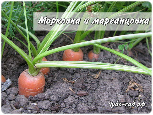 �������� � �����������