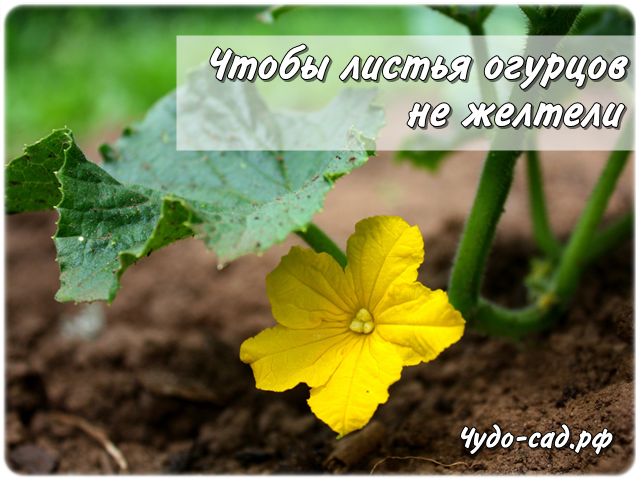 6 ��������� �������, ����� ������ ������� �� �������