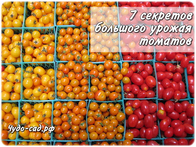 7 ������ �������� ������ �������