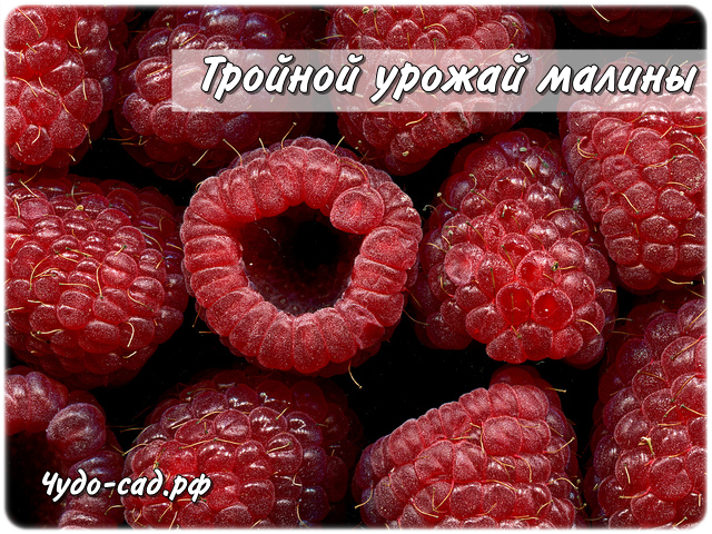 ������� ������ ������