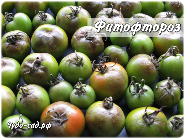 ��������� �� ���������