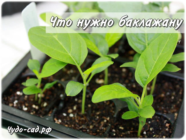 ��� ����� ���������