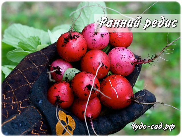 ����� �� ������ �������