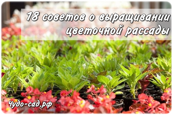 18 ������� � ����������� ��������� �������