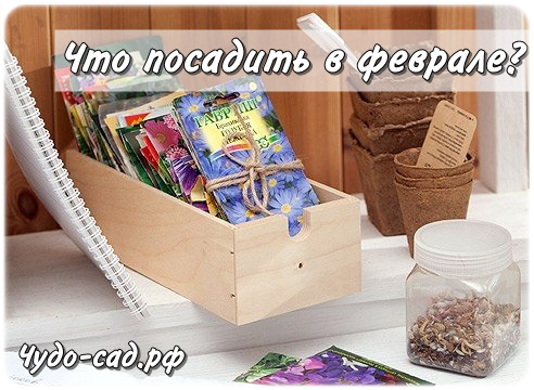 ��� ������� � �������, ���� ������� ����