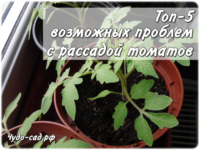 ���-5 ��������� ������� � �������� �������