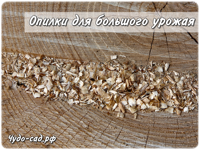 ������ ��� �������� ������