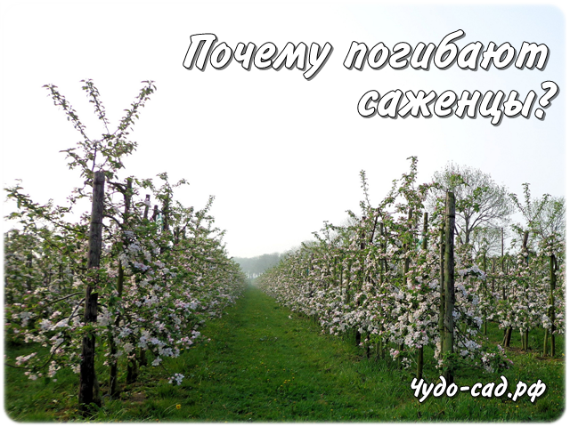 ������ �������� �������. ������ ������ ��������