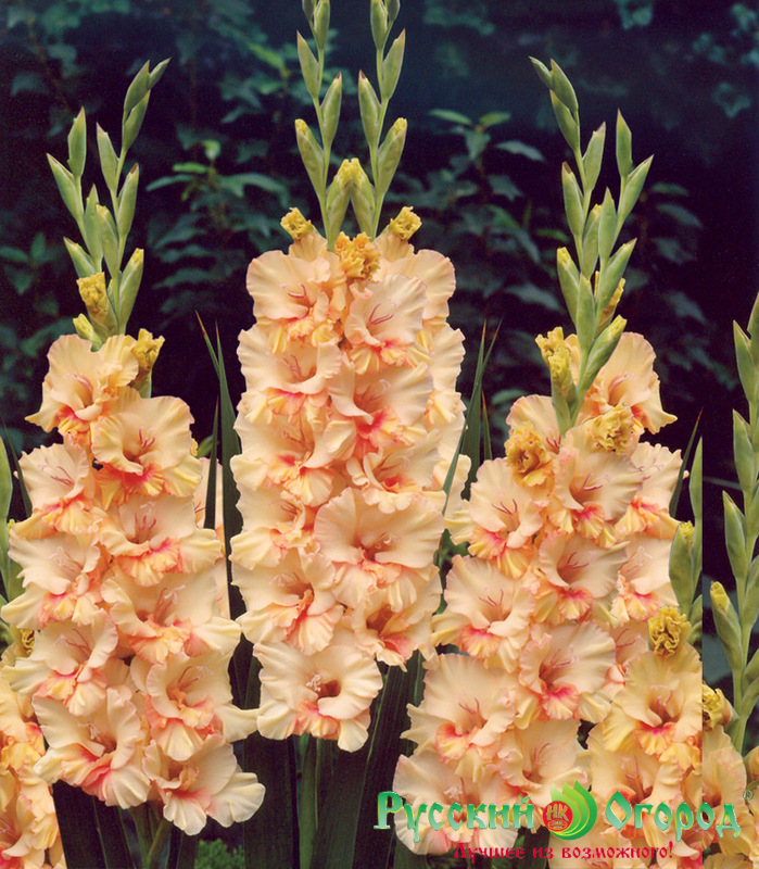 ������� � ������� �������������! ���������!