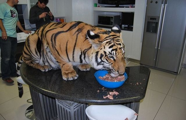 ��� �������