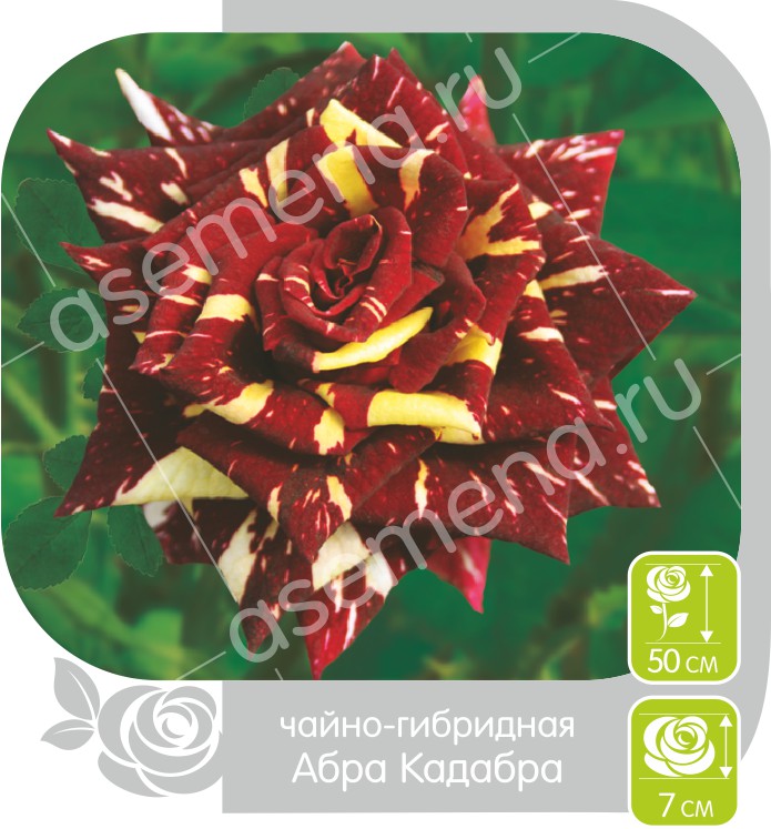 ���� �������.������ � ���� �����. ���-�����. ������ ������,������.�������� �����.�������� ������ � ��������. �����.