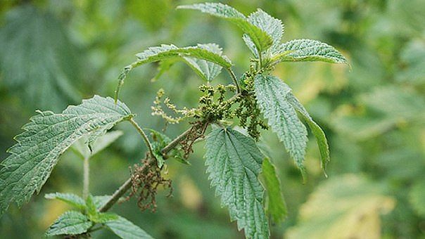 ������ �������� ����� �� �������