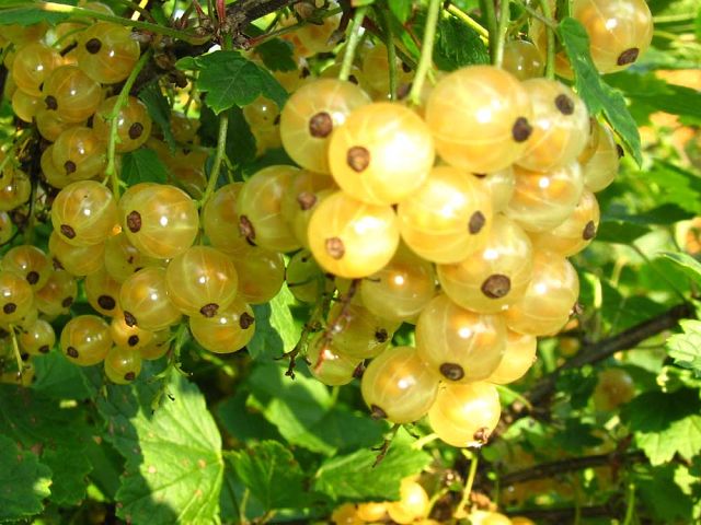 ��� ��������� ������ ���������