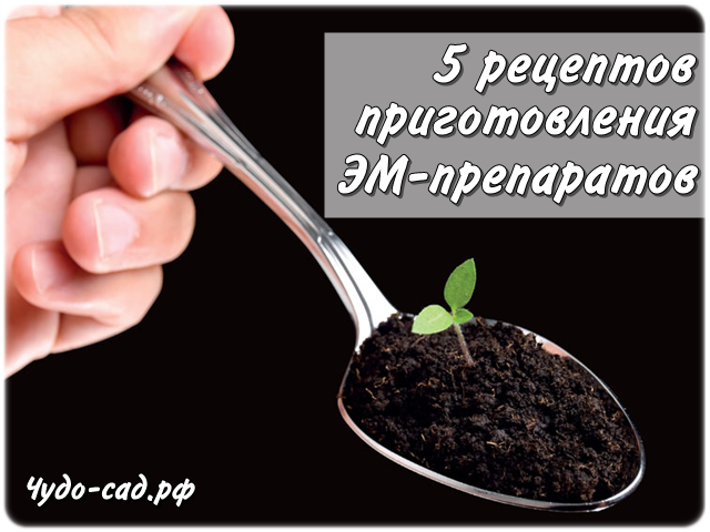 ��� �������������� ����������� ��-���������: 5 ������� ��������