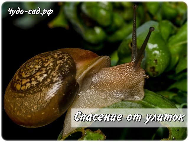 �������� �� ������