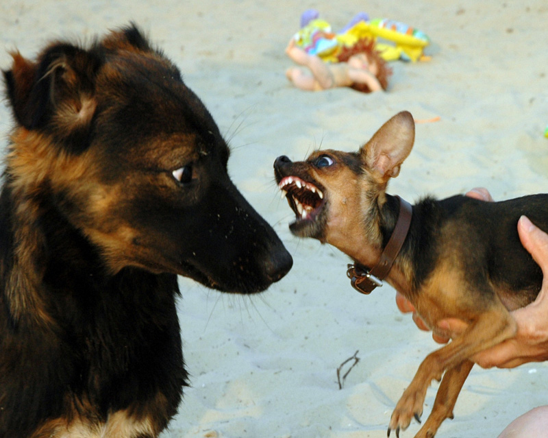 ������ �����