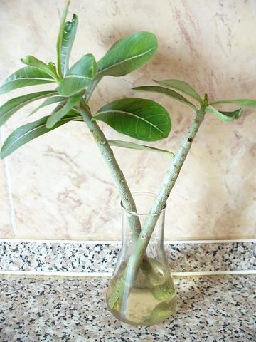 ������� ��������