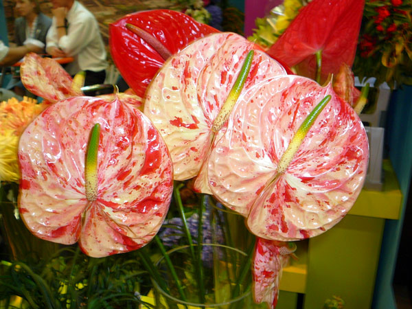 ������� ������, ��� ��������� ������ ����������� ��� ������� ������� ������ �������� ��������, ���������� �������