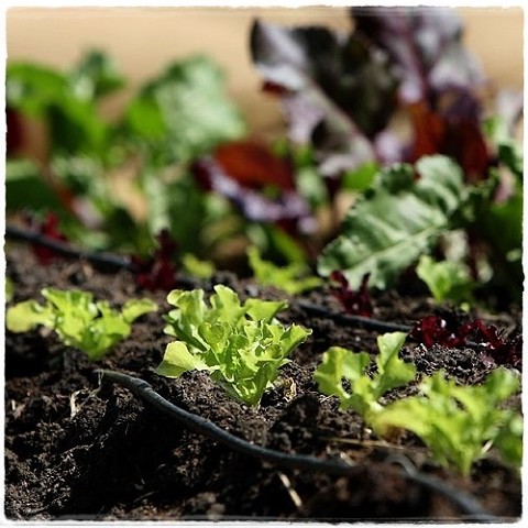 ��������� ��� �����