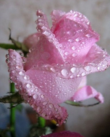 ���� �������. ������������ ������ ��� �������� � �����������. �������� �������������! �������, ����� ������ �������. ����������� ���������.