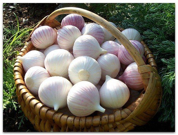 ����� ������ �� �����