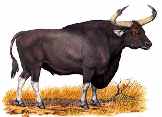 ���� �����������