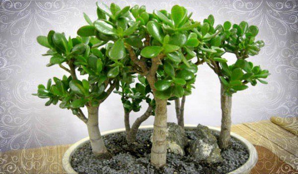 ��� �������� � ��� �������, ������ � �������� � ������� �������� ��������