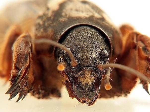 �������� � ����������: ��� ����