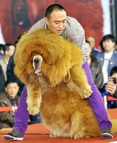 ����� ������� �������