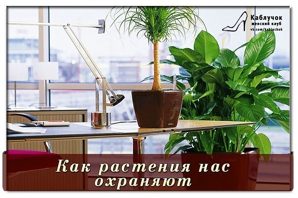 ��� �������� ��� ��������