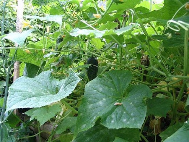 ������ �� ����� �����. ������� � �������