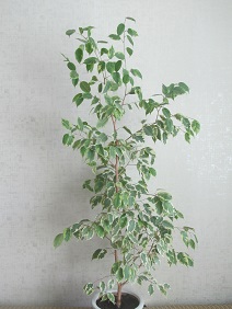 ������ 2 ������ ������ ���������� ������� 1,2�