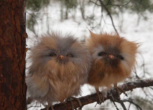 ���������������� �����������, ����� ������������� � ������ �����