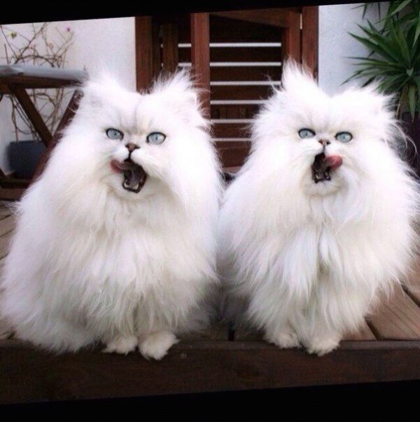 ������ ����� �������� ��������, � ����������� ����� ������