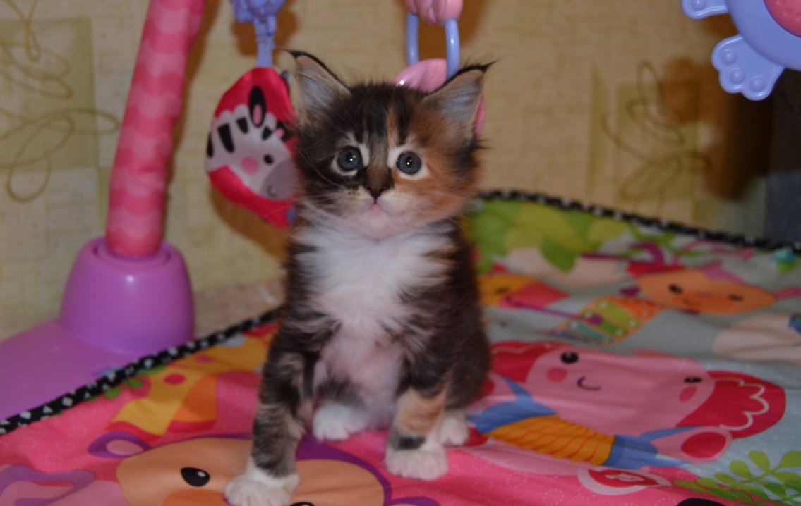 ���������� ���� ���� ��������� � �������.