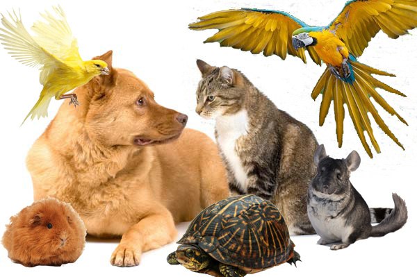 ���� �������. �������� ����������� ����������. ��� ��� ����� �������� �����. �����, �������, ����������, ������������.