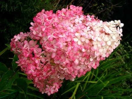 ���� �������. ��������� �������� ��������� GardenFlora. ����. ���. �������� ���������� �������� � ������������ �������. ������� �� �����+����� �� ������+��������� �� ���������!