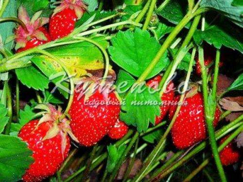 ���� �������. ������� �������� ��������. ������� ��������� ( ��������). �������� ��������. ������������ � �������