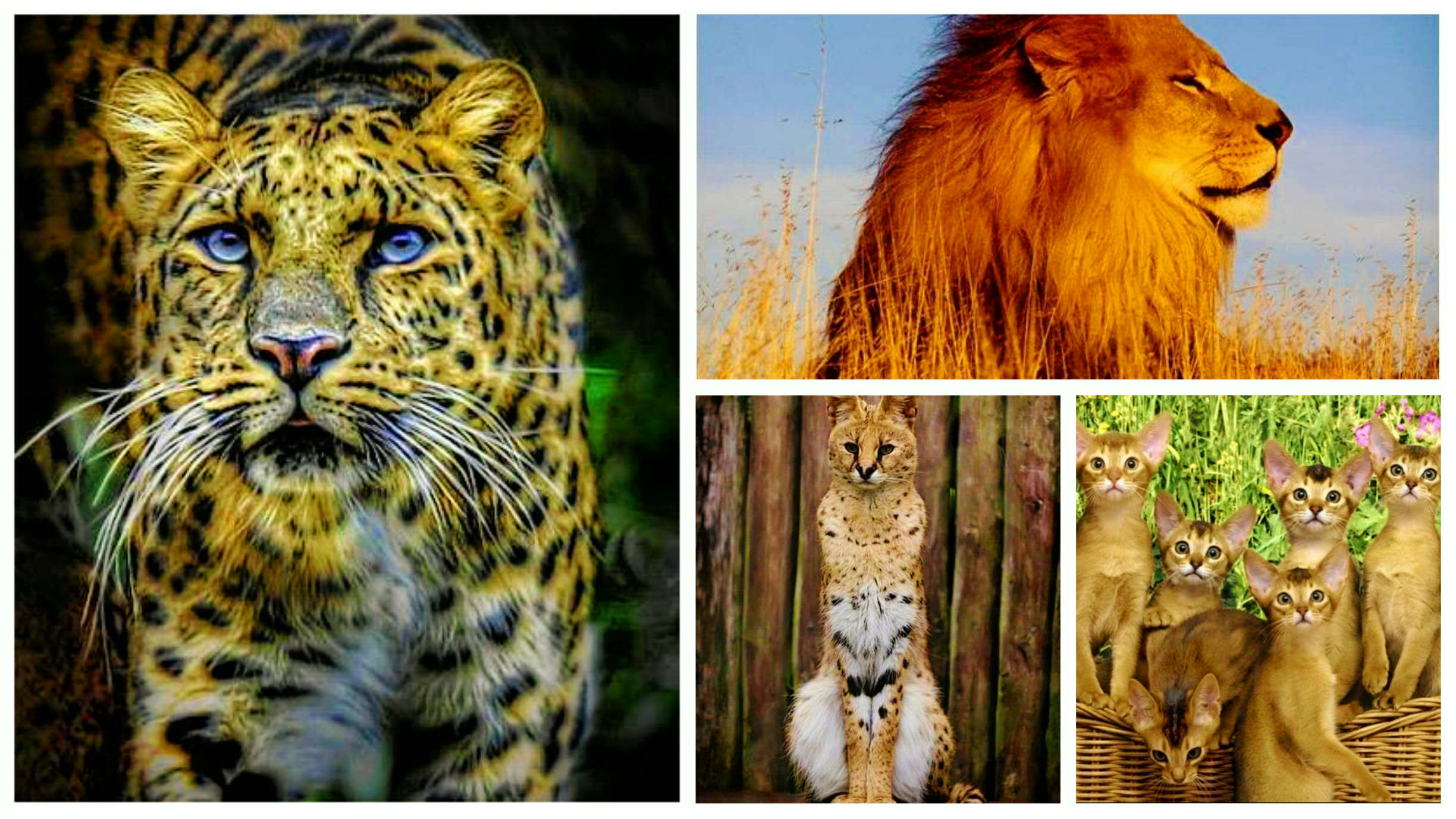 � ����� ������ ����!!!