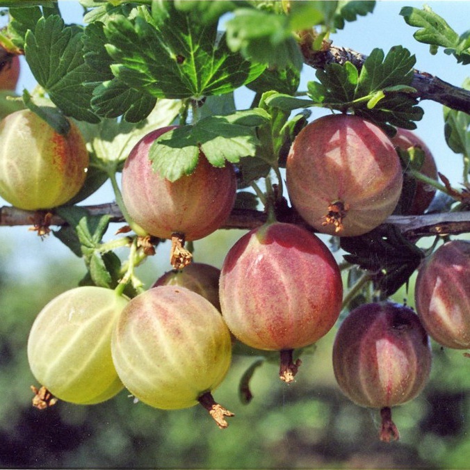 ���� �������. ��������� �������� ��������� GardenFlora. ����. ���. �������� ���������� �������� � ������������ �������. ������� �� �����+����� �� ������+��������� �� ���������!