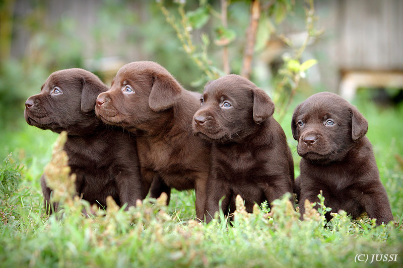 �������� ������� - ��������� ��������...