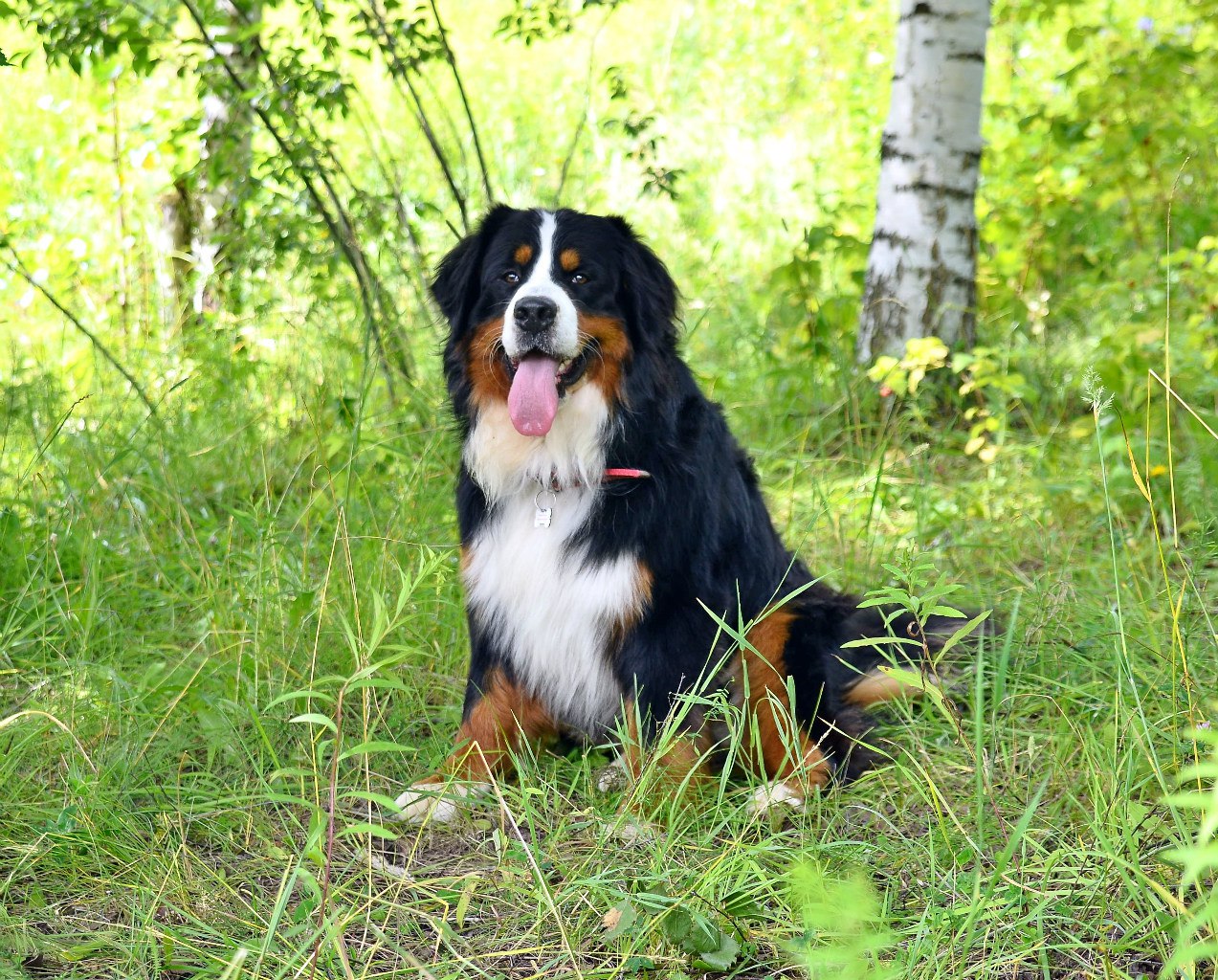 ������ ���������