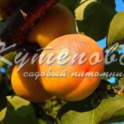 ���� �������. ������� �������� ��������. ������� ��������� ( ��������). �������� ��������. ������������ � �������