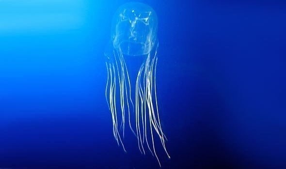 ��� �����