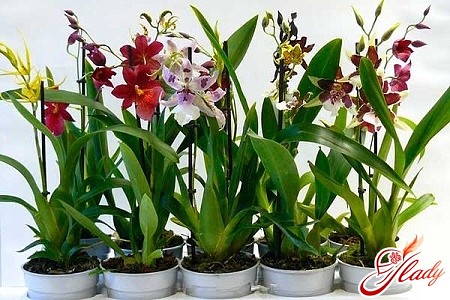 ��� ��������� ��������� �� �������� � ����������� � ��������